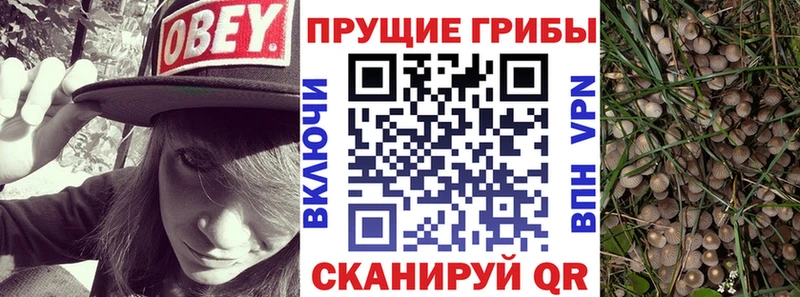 Псилоцибиновые грибы Cubensis  Купить закладки  Томари 